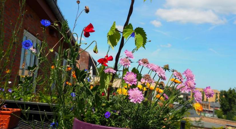 7 növény az erkélyre, amiért hálásak lesznek a méhek - Te is tehetsz a környezetvédelemért