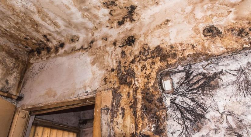 Most komolyan? Az én hibám, ha penészes az albérlet? Az ügyvéd válasza sok-sok bérlőt meglephet