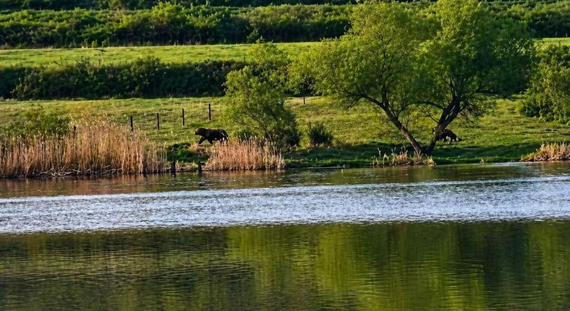 Videóra vették a Bogácsi-tó partján szomjazó medvét! – videókkal