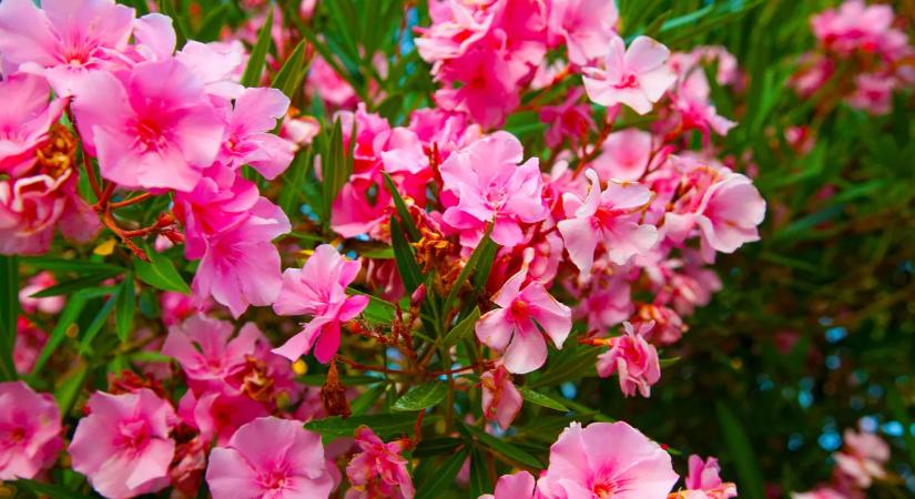 Ettől az egyszerű, filléres trükktől ontani fogják a virágokat a leanderek