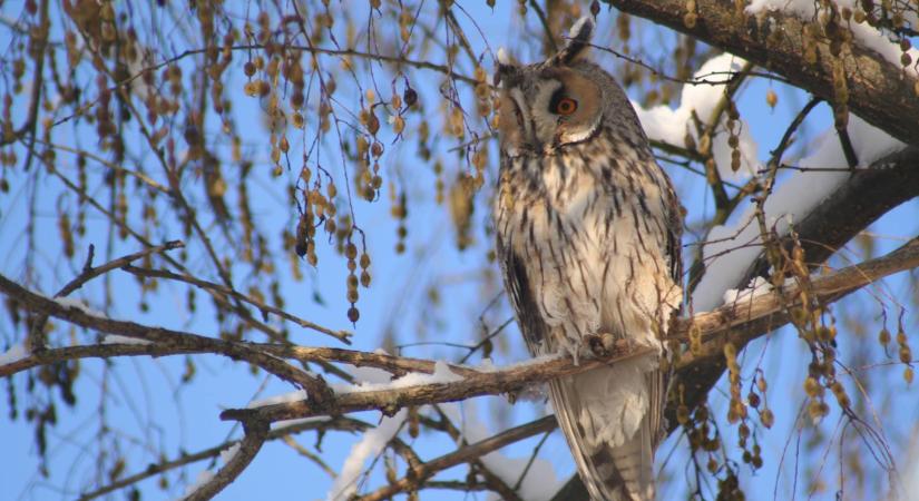 A fészkelő erdei fülesbaglyok állományának országos felméréséhez kéri a lakosság segítségét az MME