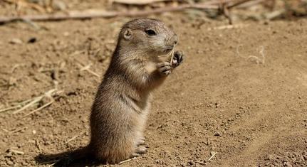 Prérikutyák születtek a pécsi állatkertben