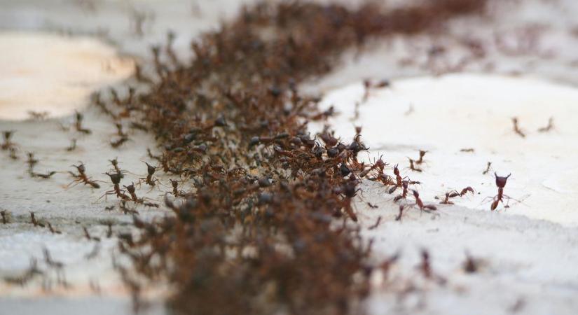 Apró vendégek, nagy bosszúság – így veszik át a hangyák az irányítást a lakásban