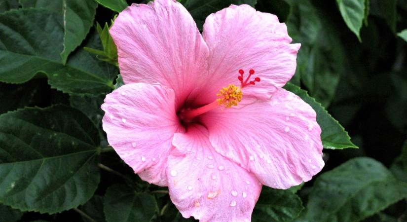 Egzotikus növények, amik már itthon is megélnek – tedd velük különlegessé a kerted!