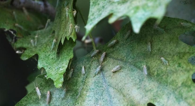 Idén a tavalyinál jóval kevesebb árvaszúnyog lehet a Balatonnál