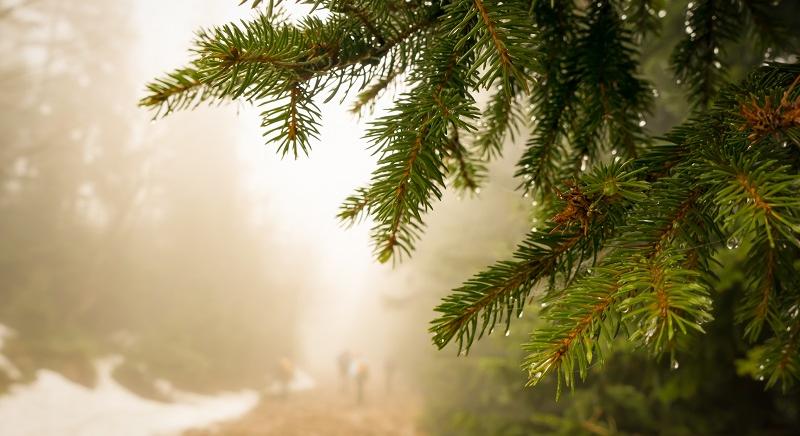 A klímaváltozás előrehaladását jelzi a lucfenyők gyorsuló pusztulása Magyarországon