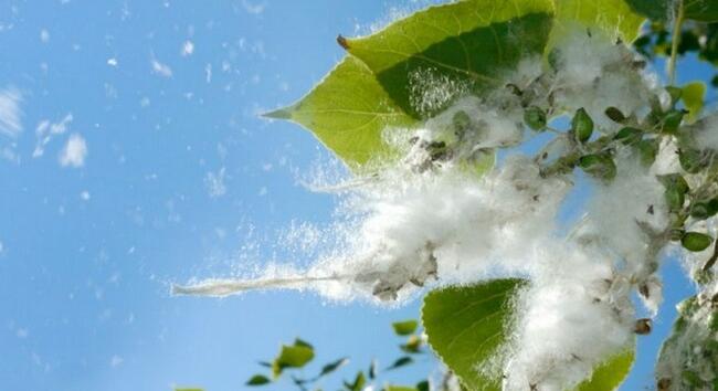 Erősödik a pollenszezon: közel 20 allergén virágpora van a levegőben