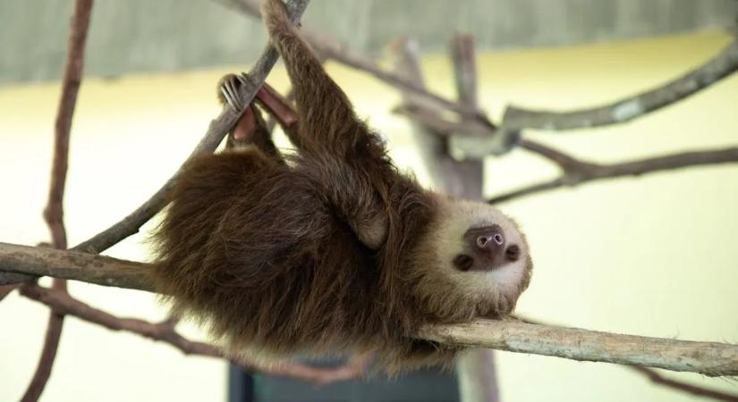 Rémisztő körülmények között tartott lajhárok kerültek elő