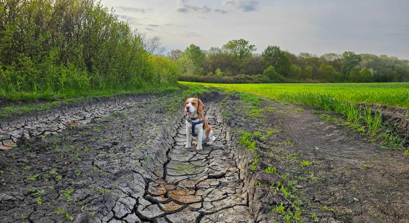 Vízért könyörög a talaj