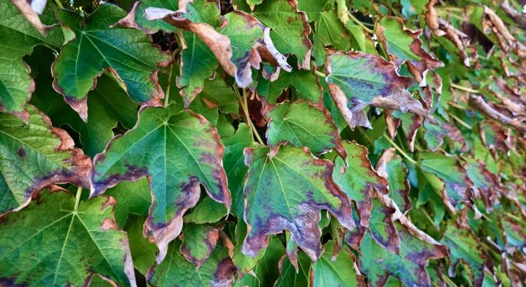 Új szerek a szőlőkabóca ellen