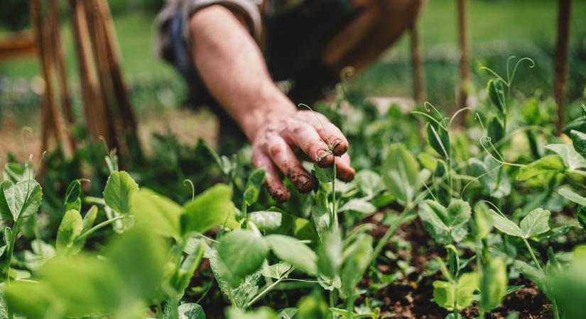 Újra hódít a hügelkultúra, a talajmentő dombágyás