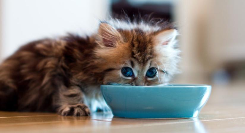 Így etesd a macskádat, hogy elégedett legyen, de ne hízzon el