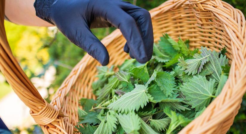 Csalánlé, a kertész svájci bicskája - Hogyan készítsünk ingyen tápoldatot és növényvédőt csalánból?