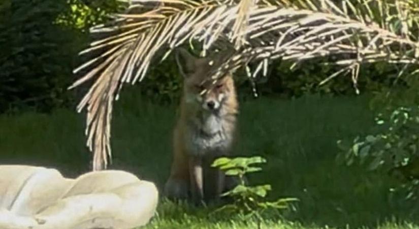 Rókainvázió Kaposváron és környékén – most egy belvárosi kertben jött-ment otthonosan a pimasz ragadozó