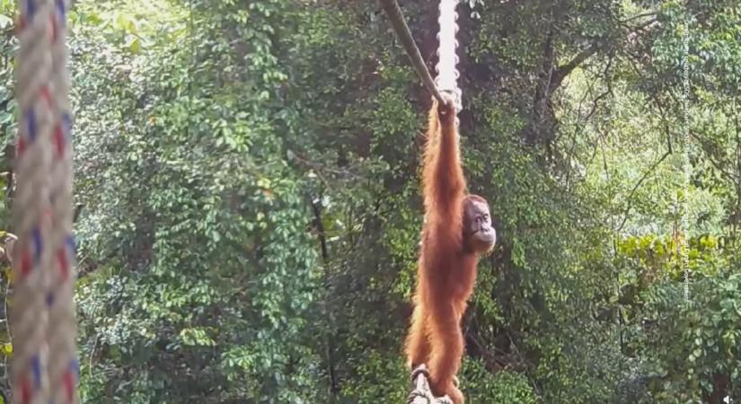 Először kelt át a forgalmas út fölé épített lombkoronahídon a súlyosan veszélyeztetett orangután