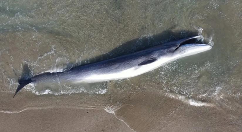 Hamarosan véget érnek a világhírű bálna szenvedései – közel a megoldás