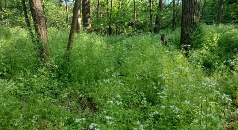 Tele vannak most a hazai erdők ezzel a csodanövénnyel: fűszerként és gyógyhatása miatt is keresett