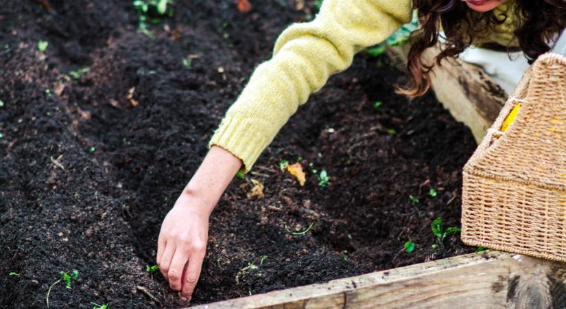 Végzetes hiba a zöldségek tavaszi vetésekor: mutatjuk, mit ne csinálj