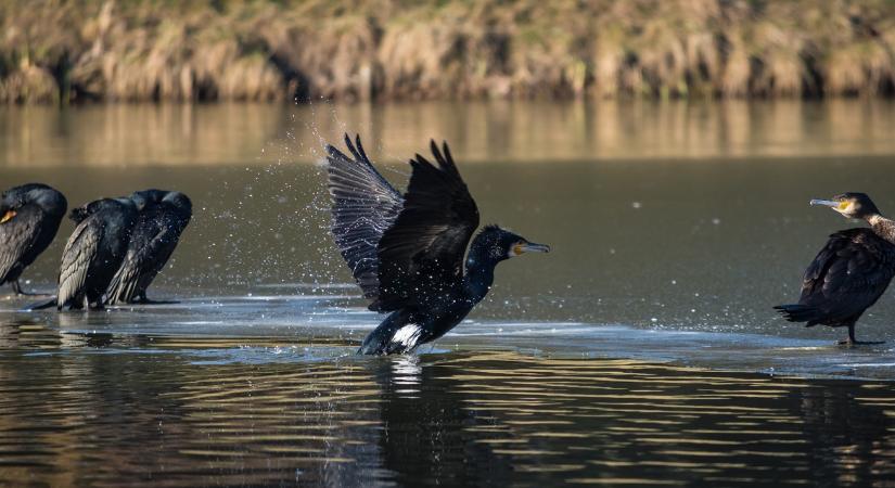 Dől a mítosz: a kormorán pont azt a halat nem eszi meg, amit kellene