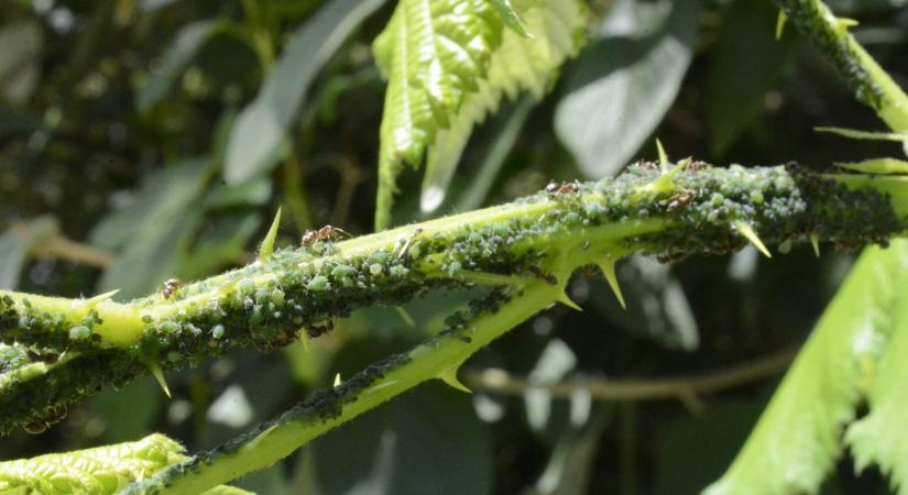 Levéltetű ellen: így működhet a védekezés vegyszer nélkül is