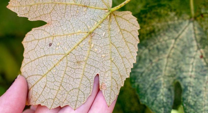 Járvány a szőlőkben: miért veszélyes az aranyszínű sárgaság?