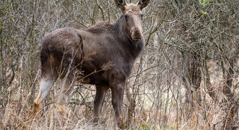 A bölény után a jávorszarvasokat is visszatelepítik az országba