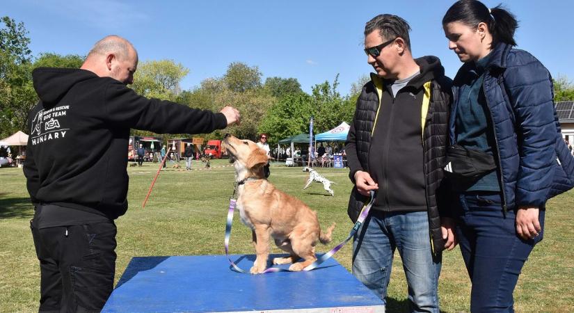 Busz csapódott egy épületbe Jászberényben, mentőkutyák kutattak túlélők után a romok között – galériával, videóval