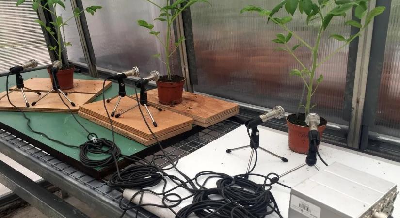 Váratlan helyről érkező vérfagyasztó sikolyt észleltek a tudósok