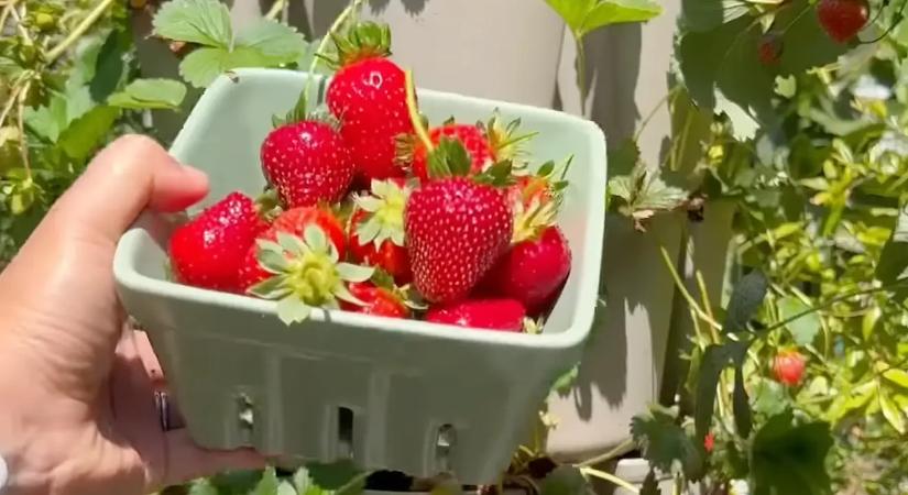 Megtudtuk a profi kertészek trükkjét, amitől rekordmennyiségű termésed lesz