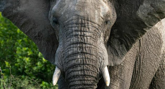 Szimulált elefántok leplezik le az önvezető rendszerek ügyetlenségét