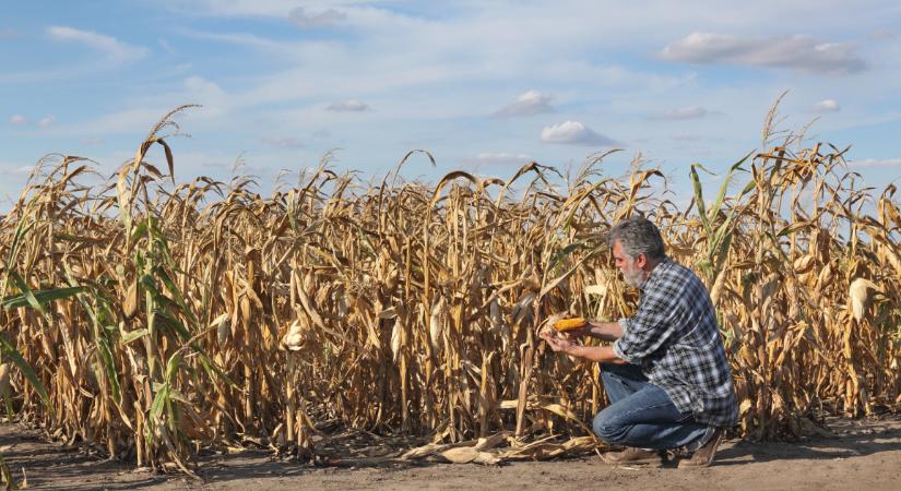 Megkongatták a vészharangot: súlyos élelmiszerválság fenyegeti a világot
