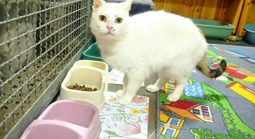 Gazdikereső: A fehér cicus, aki rajong az emberekért