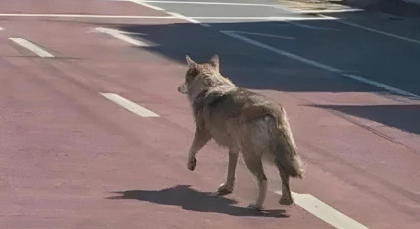 5 év börtönt kaphat a férfi, mert csinált egy képet a mesterséges intelligenciával