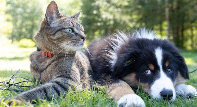 Magyarország kedvenc kisállata a kutya, de a macska is erős rivális