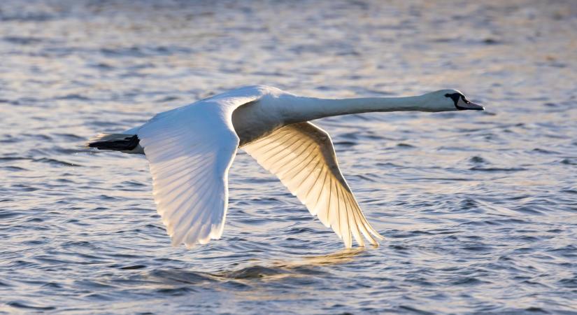 Meggyilkolták Magyarország kedvenc hattyúját