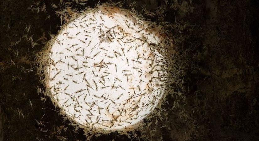 Kiderült, kell-e számítanunk idén a tavalyihoz hasonló szúnyoginvázióra