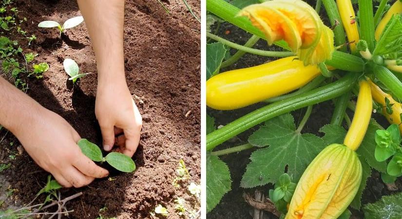 Toronymagasan ez a legjobb trágya a cukkini számára, volt olyan, akinél dupla akkorára nőtt tőle