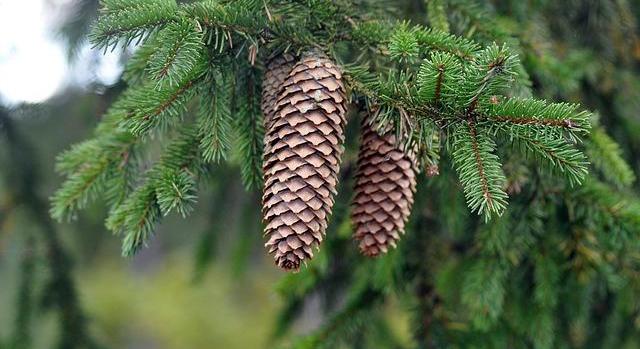 ATOMKI: a klímaváltozás előrehaladását jelzi a lucfenyők gyorsuló pusztulása Magyarországon