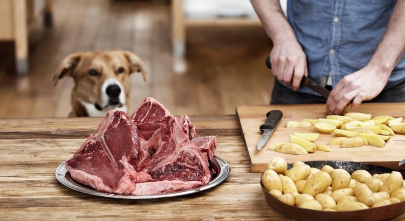 5 tévhit, amit jobb, ha elfelejtesz kutyád etetésével kapcsolatban