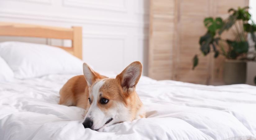 Végre lezárult az örök vita arról, hogy aludjunk-e kutyával