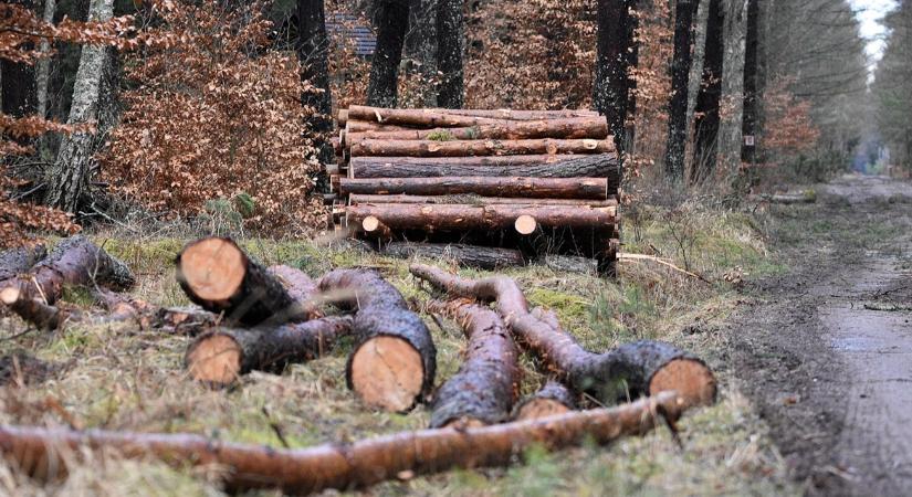 Végre tisztul a piac: eltűntek a „feketéző” zónák Magyarországról