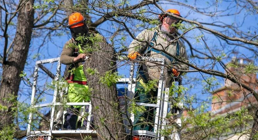 Belvárosi utcában végeznek faápolást Kecskeméten, az autósoknak kerülni kell!