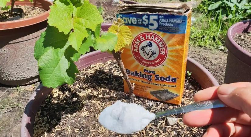 Soha ne vegyél drága gyomirtót! Ez az 50 forintos konyhai por 24 óra alatt kiégeti a gazt a járda közül