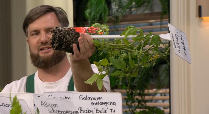 Így lesz saját konyhakerted otthon – tippek a sikeres termesztéshez