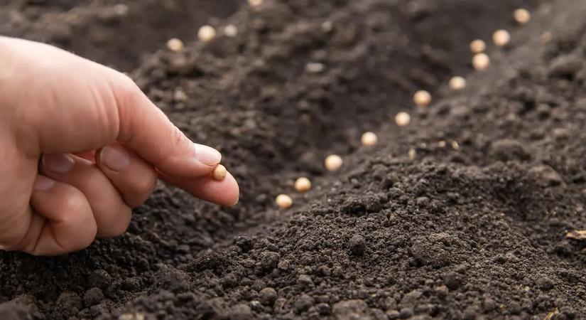 Április végén elvetettem ezt a 7 dolgot, és júliusra édenkert lett az udvaromból