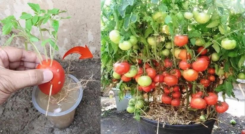 Sört öntöttem a paradicsom tövére, és amit 3 nap múlva láttam, azt nem hittem el