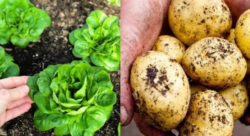 Soha ne vesd el az összeset egyszerre! A debreceni trükk, amitől egész októberig friss salátád és burgonyád lesz