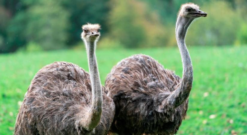 Hat új állat érkezett a győri állatkertbe, több új bébivel is gyarapodott a park