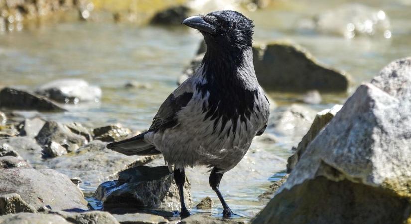 Nyugodt a Balaton, még a varjak is megmártóznak, mutatjuk, hány fokos a víz (galéria)