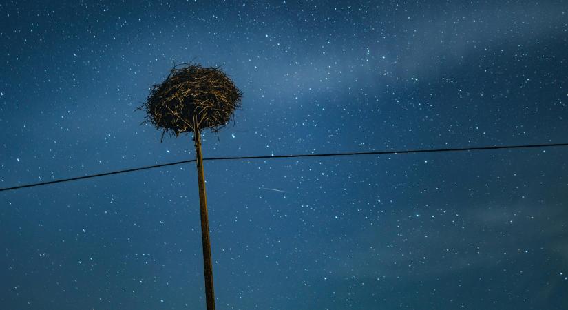 Itt az első idei kisgólya! – Képek, videó